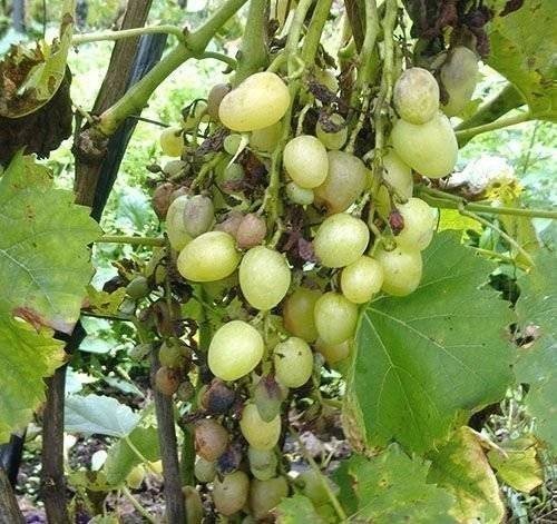 Сорт винограда валери