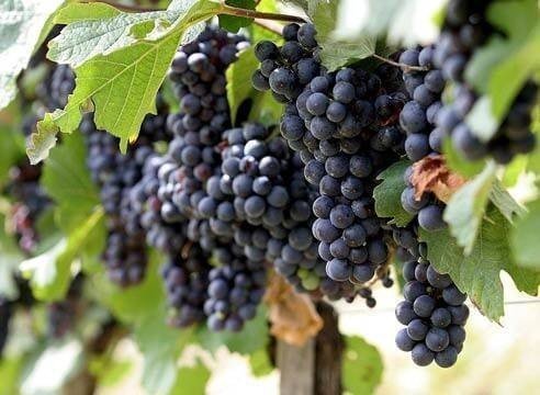 Виноград цимлянский черный
