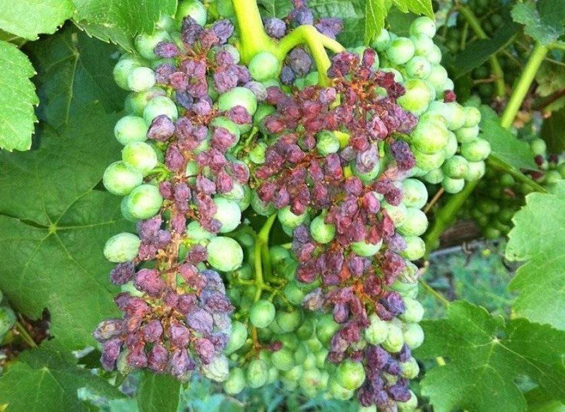 Винограды покрытые botrytis cinerea
