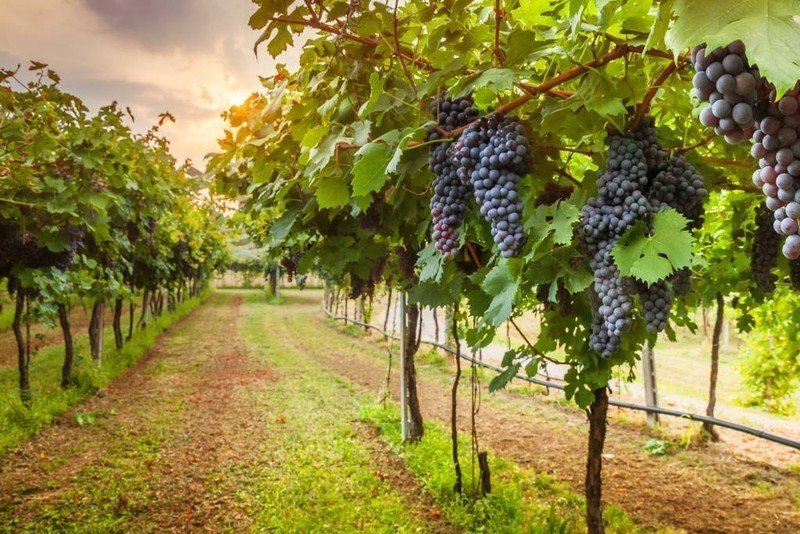 Виноградные плантации в италии