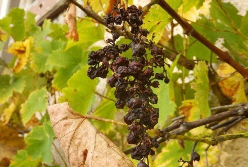 Заизюмленный виноград
