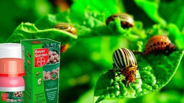 Препарат «Престиж» для борьбы с колорадским жуком