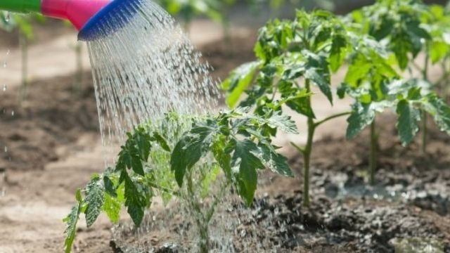 Как сделать полив огорода своими руками, с фото