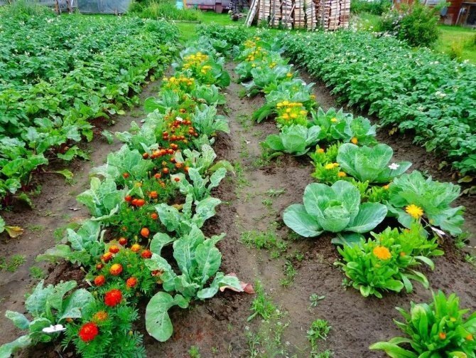 Совместные посадки овощей на грядке