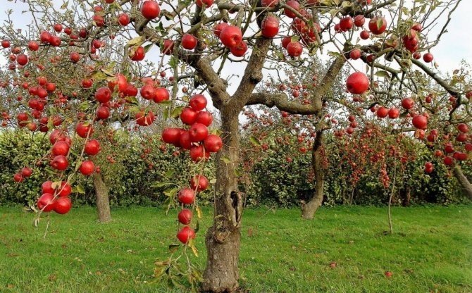 Яблоня сады россии