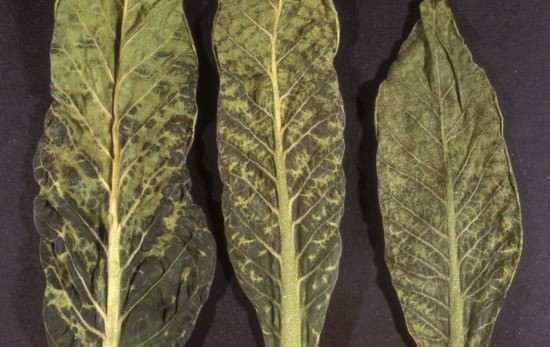 Листья табака пораженные вирусом табачной мозаики