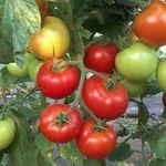 Ускоренное созревание томатов: как ускорить созревание помидор в теплице и открытом грунте, что делать и как дозаривать дома