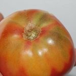 Жёлтые пятна на помидорах: о каких болезнях свидетельствуют, что делать и как бороться