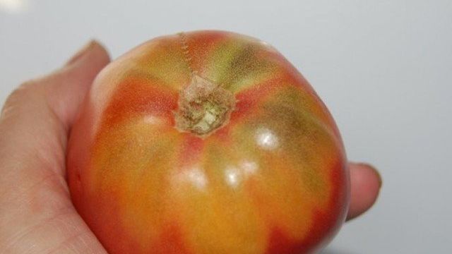 Жёлтые пятна на помидорах: о каких болезнях свидетельствуют, что делать и как бороться
