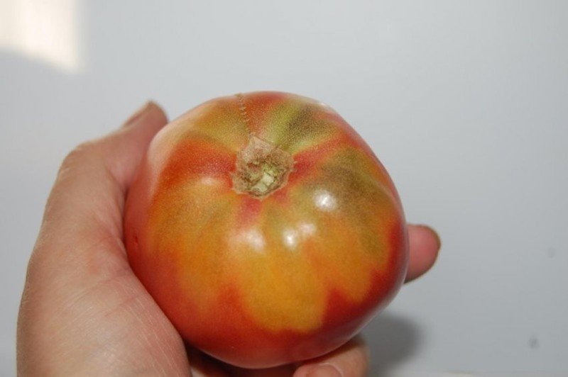 Пятна на помидорах