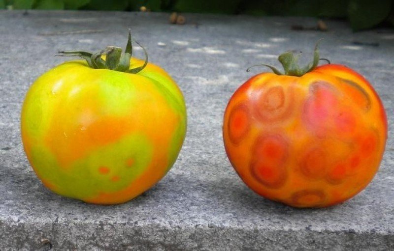 Вирус морщинистости плодов томатов