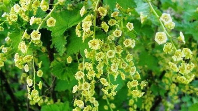 Смородина Лентяй: описание сорта черной смородины, выращивание