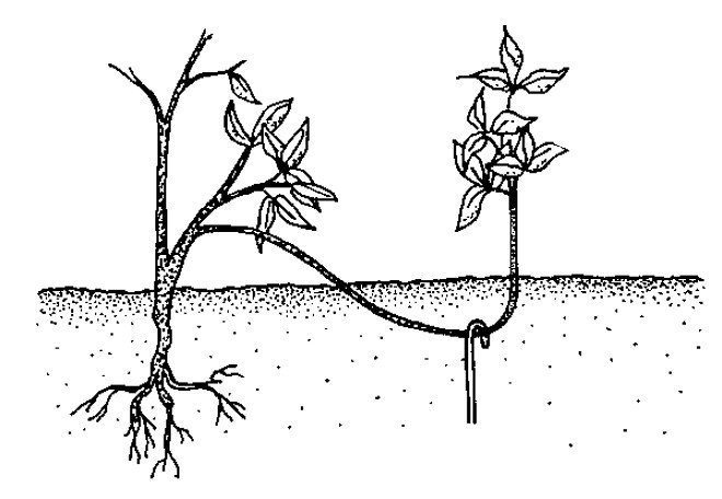 Роза вьющаяся размножение корневыми отпрысками