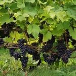 Формирование винограда: самая простая схема для начинающих