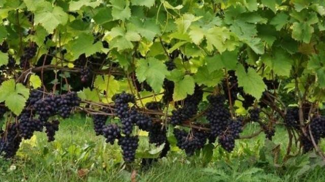 Формирование винограда: самая простая схема для начинающих