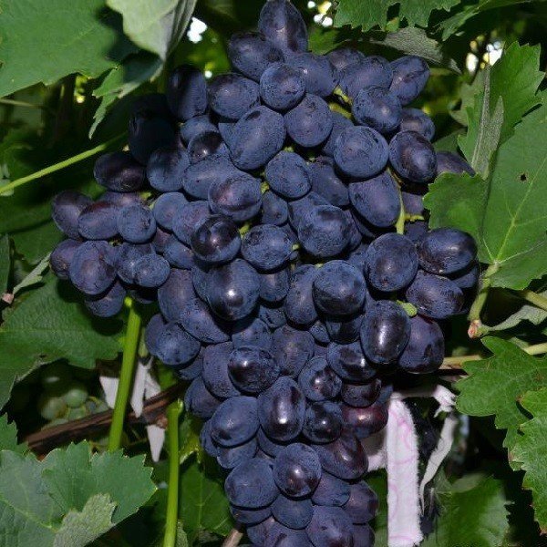 Виноград темный сорт забава