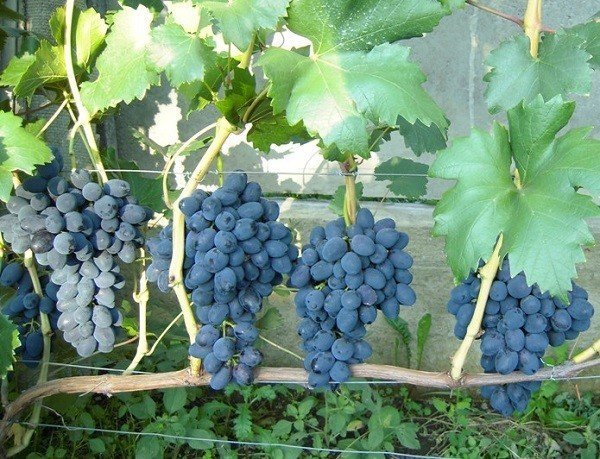 Виноград забава синяя митюряев