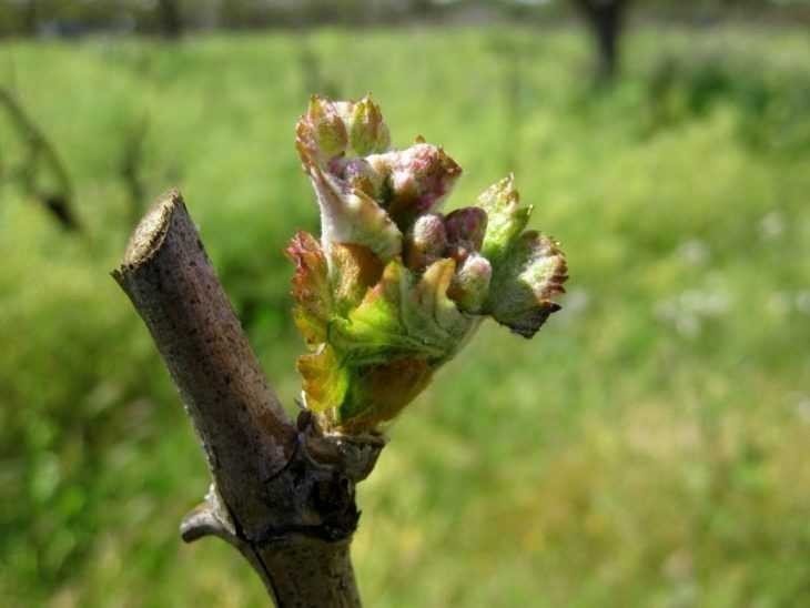 Основные причины гибели почек на винограде ранней весной