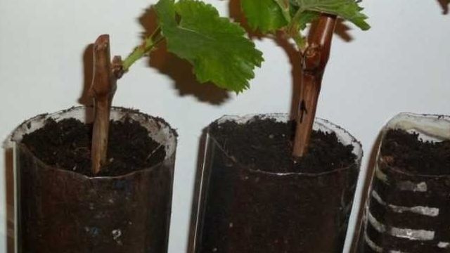 Как размножить виноград — подробный мастер класс по размножению виноградов своими руками