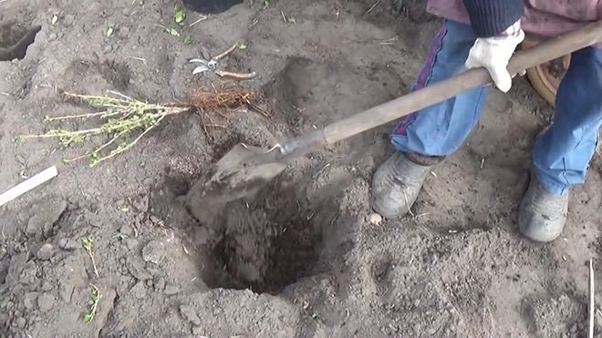 Подготовка ямы для посадки крыжовника весной