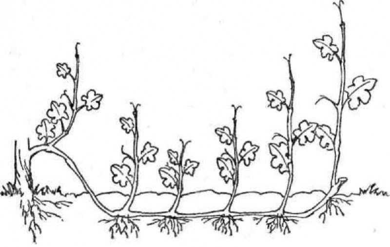 Жизненные формы растений по раункиеру