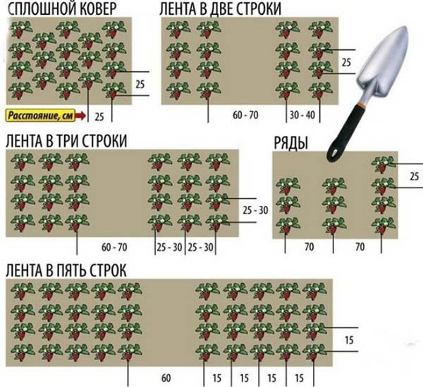 Схема посадки клубники в открытом грунте