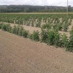 Лучшие сорта малины для выращивания в Ленинградской области