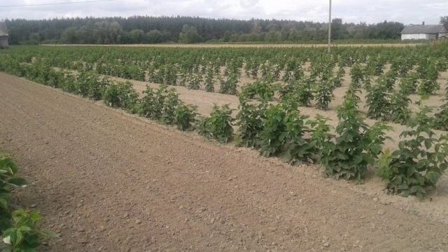 Лучшие сорта малины для выращивания в Ленинградской области