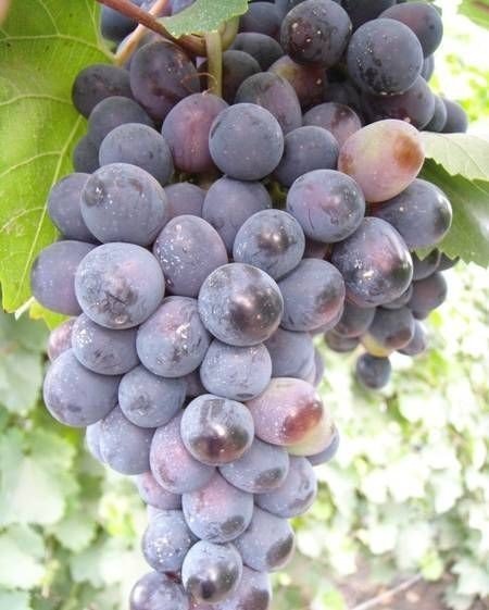 Айваз сорт винограда
