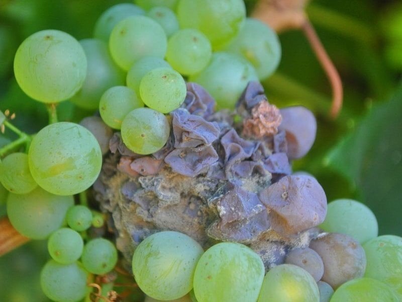 Botrytis cinerea на винограде