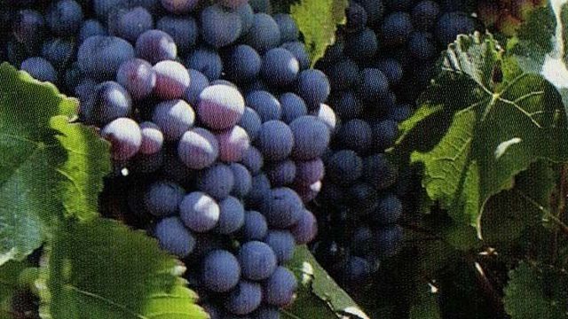 Новые сорта винограда, устойчивые к морозу, болезням, вредителям