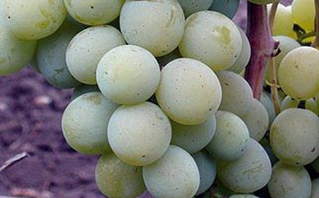 Сорт винограда адамас