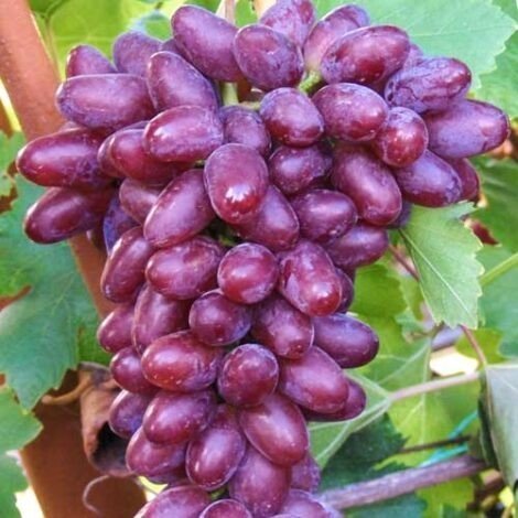 Сорт винограда изюминка