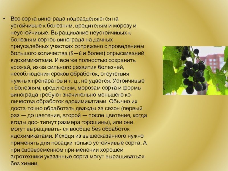 Сорта винограда устойчивые к вредителям без