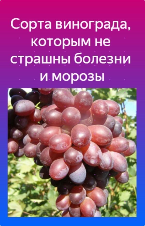 Устойчивые сорта винограда