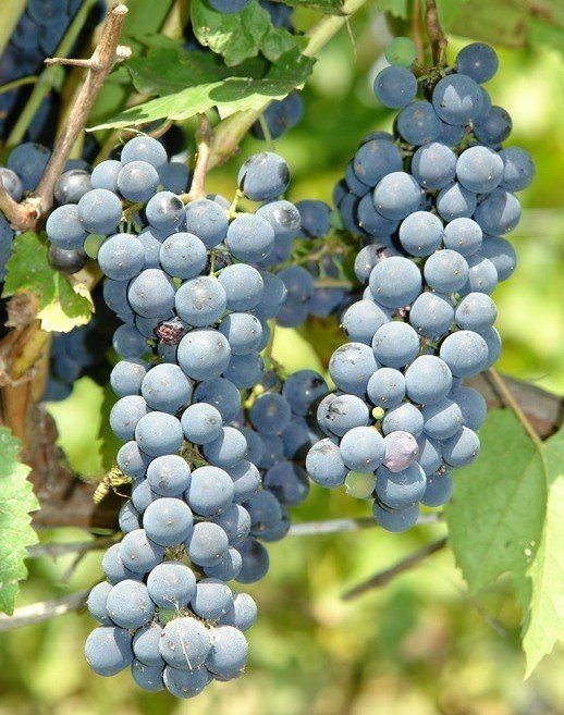 Виноград леон мийо