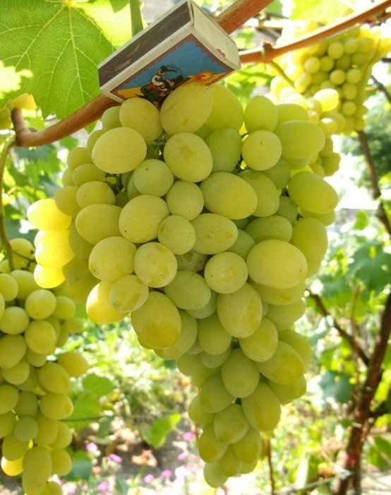 Виноград плодовый августин