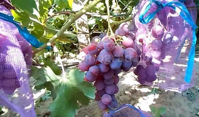 Виноград сорт виктория