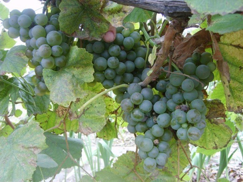 Виноград жемчужина молдавии