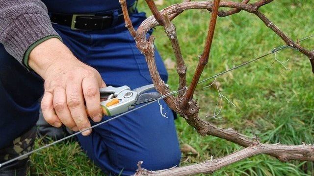 Обрезаем правильно виноград осенью