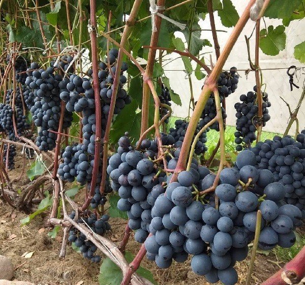 Саженцы виноград кодрянка