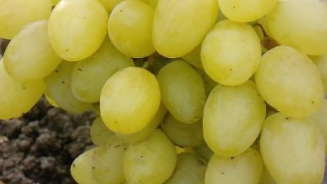 Описание сорта винограда Валек