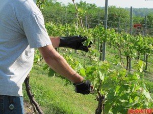 Подрезание виноградной лозы