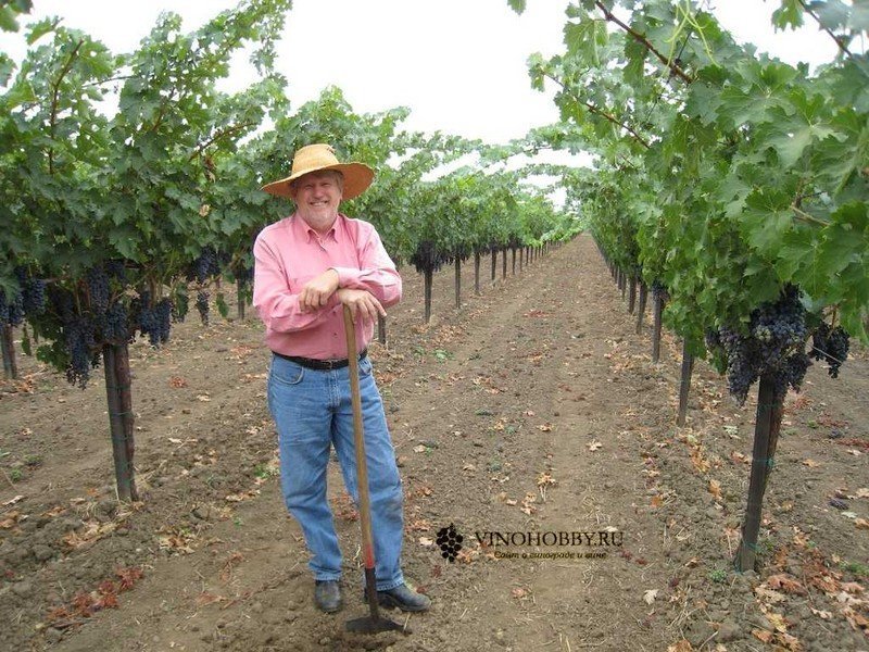 Утехи в винограднике