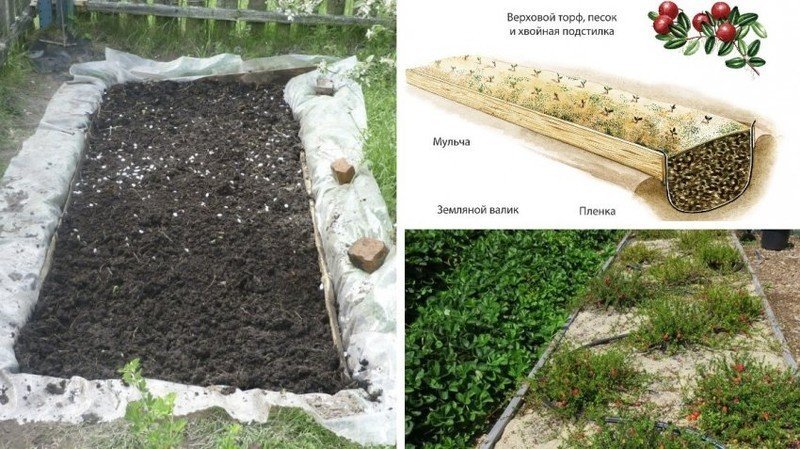 Схема посадки клюквы садовой