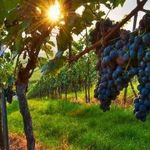 Сорт винограда Сафеди джигари