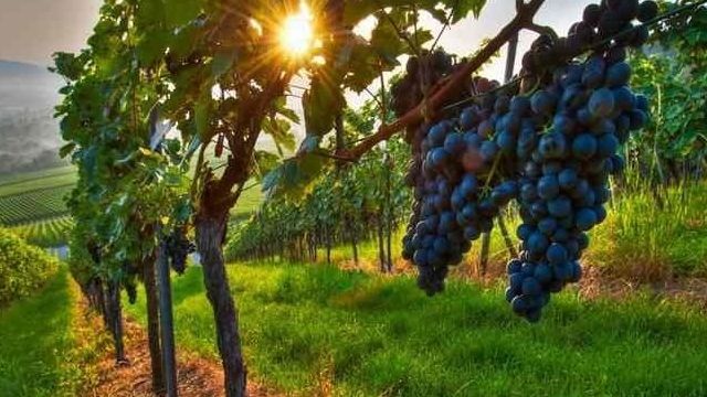 ᐉ Сорт винограда Сафеди джигари