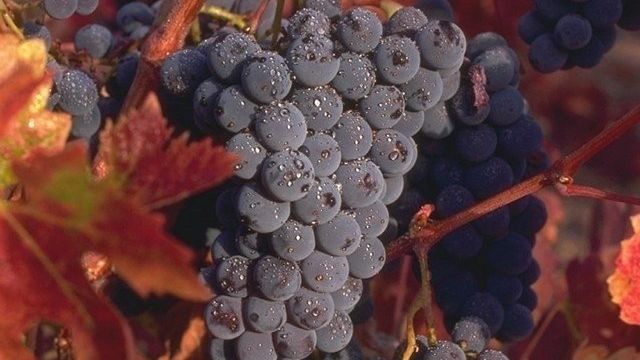 Укрытие винограда на зиму на Урале
