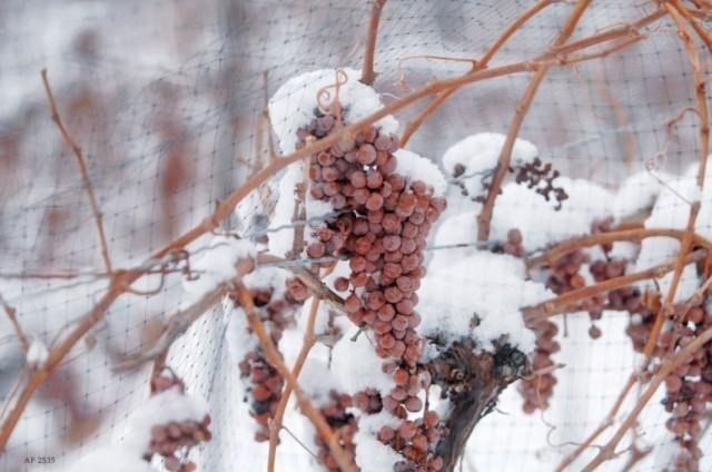 Укрытие винограда на зиму на Урале