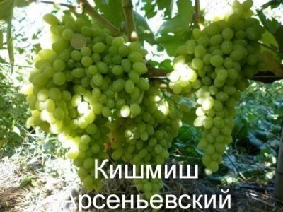 Виноград кишмиш арсеньевский